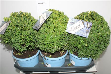 Горшечные цветы и растения оптом Buxu Sempervirens от 3шт из Голландии с доставкой по России Горшечные цветы и растения оптом Buxu Sempervirens от 3шт из Голландии с доставкой по России