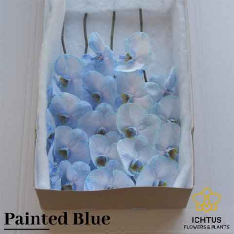 Срезанные цветы оптом Phalaenopsis paint blue от 6шт из Голландии с доставкой по России