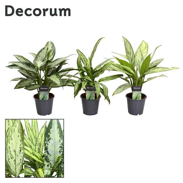 Горшечные цветы и растения оптом Aglaonema Mix (decorum) от 10шт из Голландии с доставкой по России