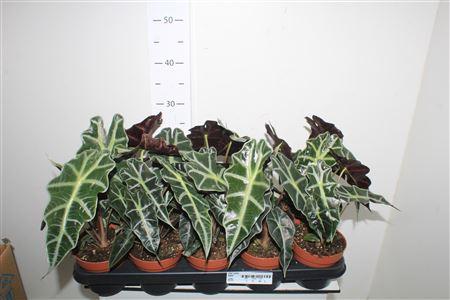 Горшечные цветы и растения оптом Alocasia Polly от 10шт (для телеги) из Голландии с доставкой по России