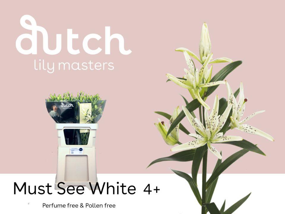 Срезанные цветы оптом Lilium as must see от 60шт из Голландии с доставкой по России