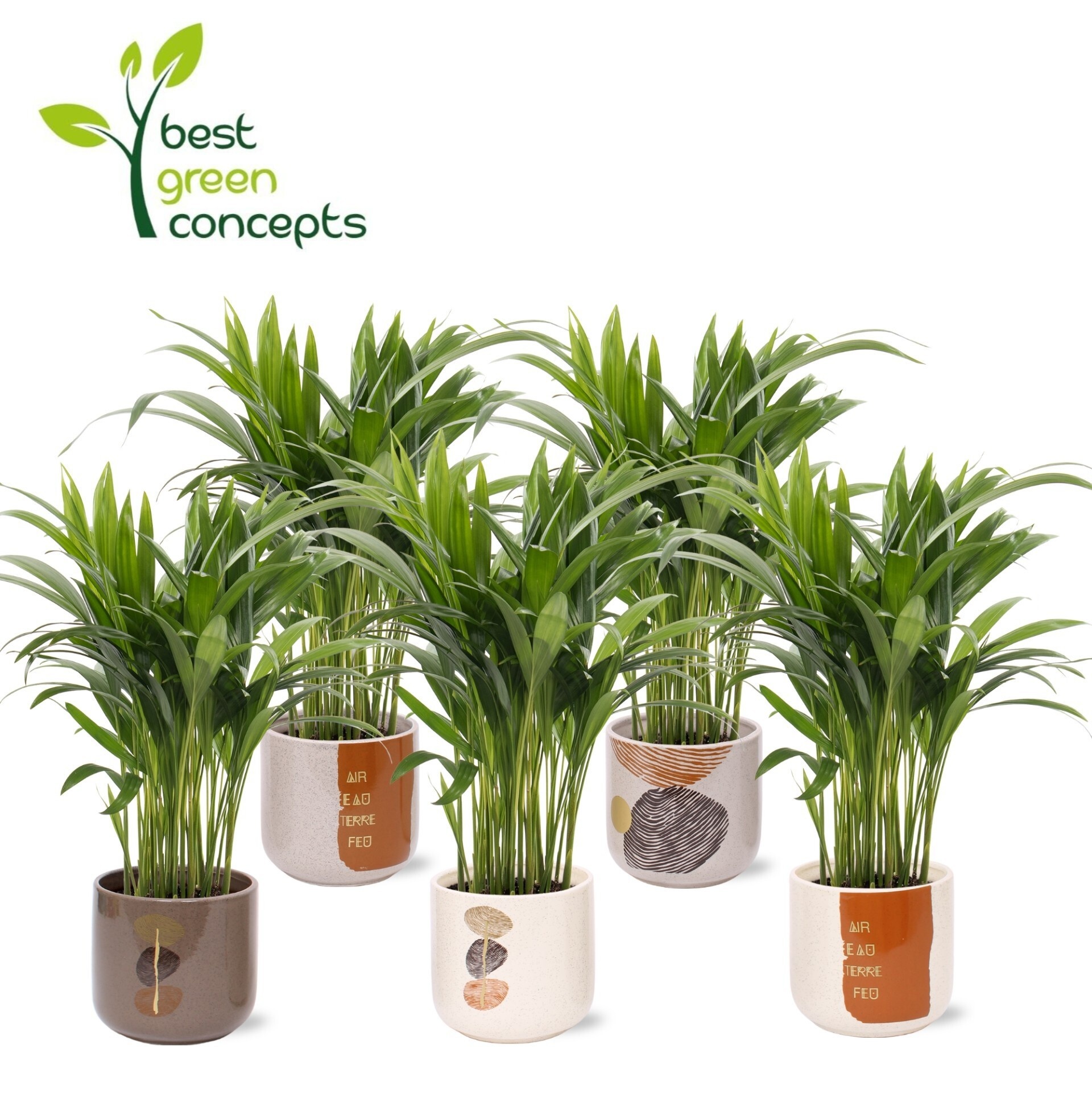 Горшечные цветы и растения оптом Dypsis Lutescens от 5шт из Голландии с доставкой по России