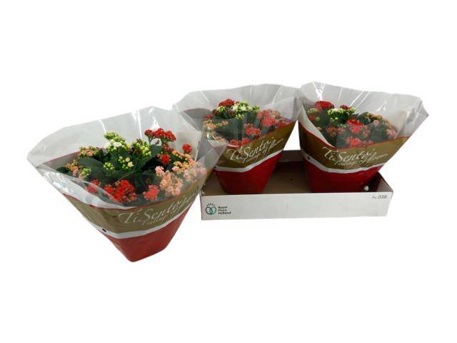 Горшечные цветы и растения оптом Kal Ge Gem I Pot от 3шт из Голландии с доставкой по России