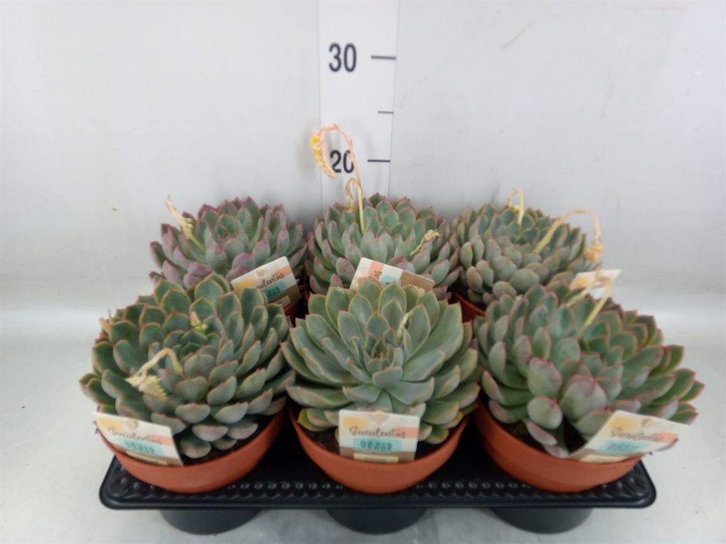 Горшечные цветы и растения оптом Echeveria   ... от 6шт из Голландии с доставкой по России