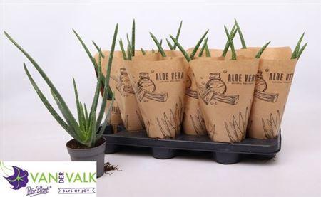 Горшечные цветы и растения оптом Aloe Vera Krafthoes от 12шт из Голландии с доставкой по России