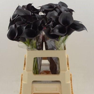 Срезанные цветы оптом Zantedeschia black от 40шт из Голландии с доставкой по России