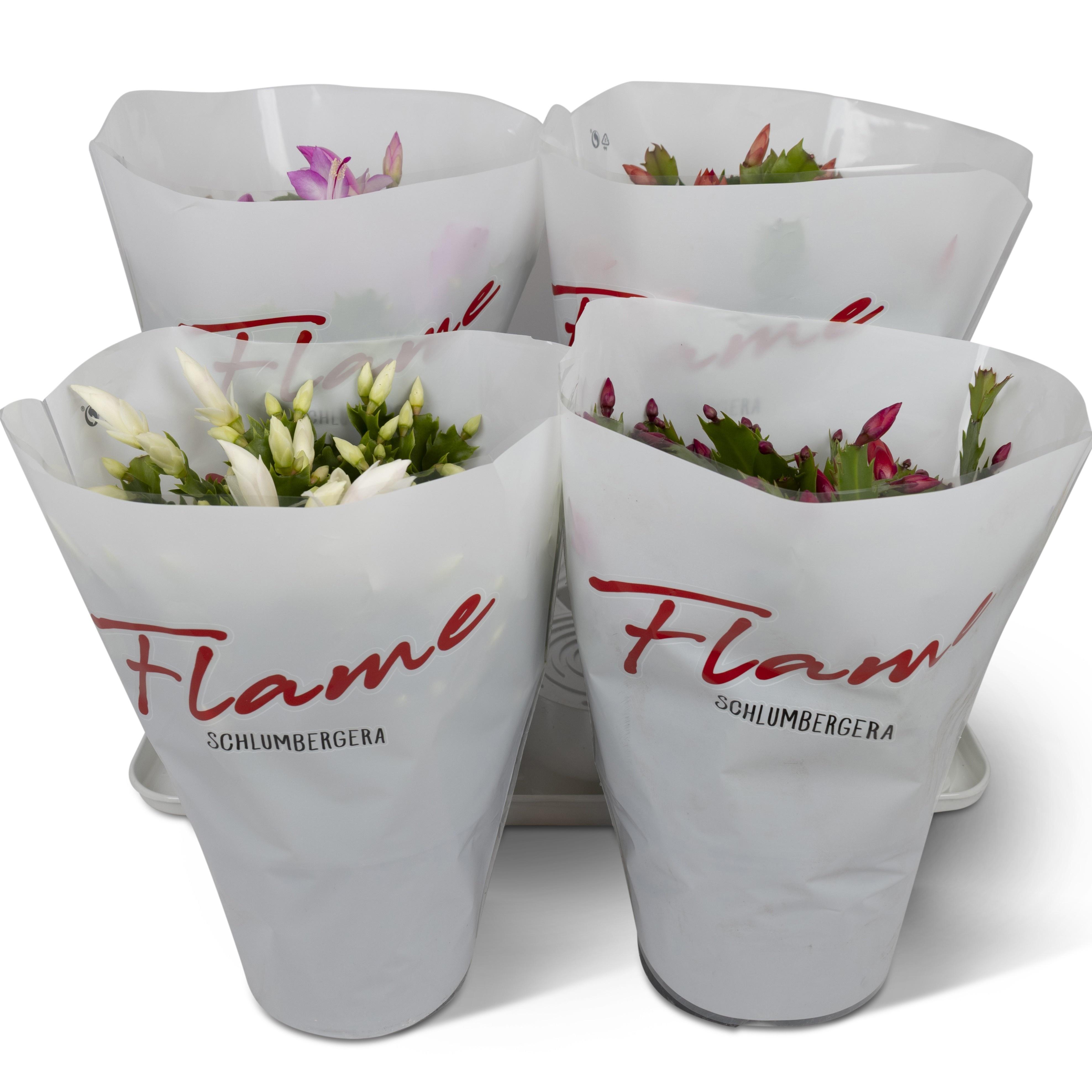 Горшечные цветы и растения оптом Schlumbergera Flame Mix от 6шт из Голландии с доставкой по России