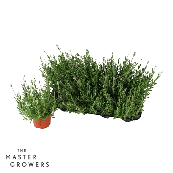 Горшечные цветы и растения оптом Lavandula An Vienco Early White от 8шт из Голландии с доставкой по России