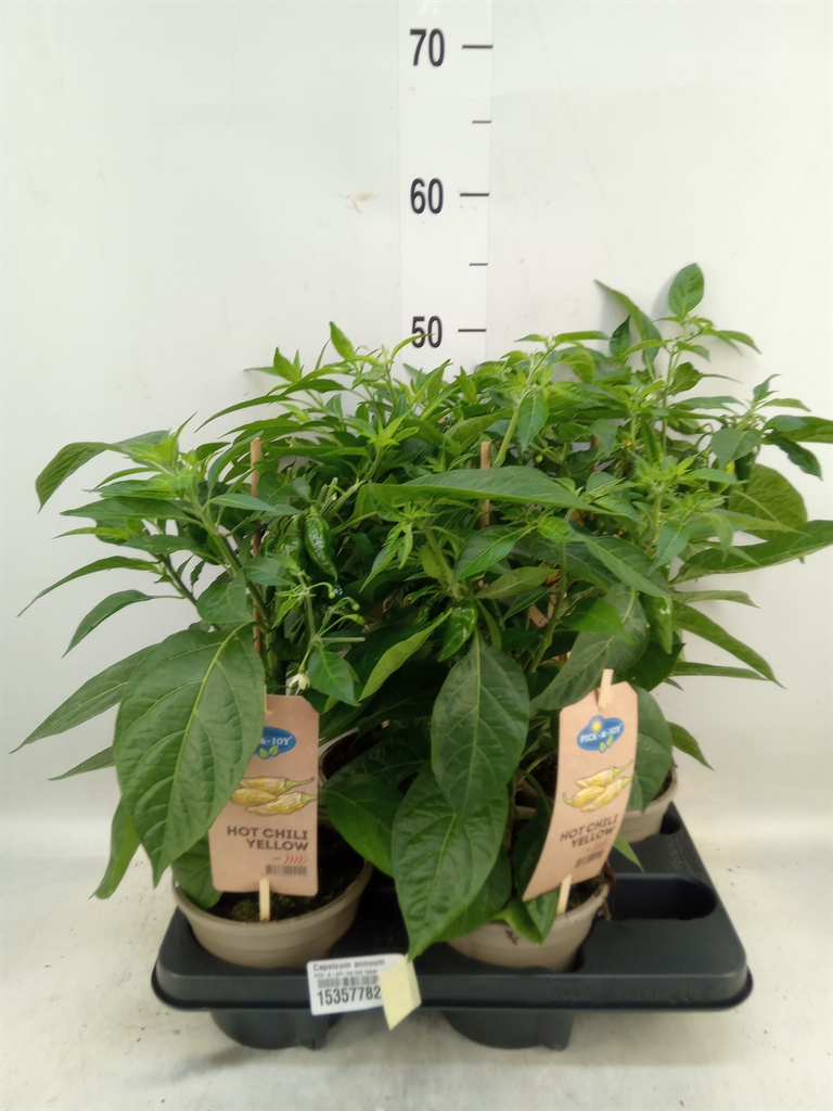 Горшечные цветы и растения оптом Capsicum Annuum   ...peper от 4шт из Голландии с доставкой по России