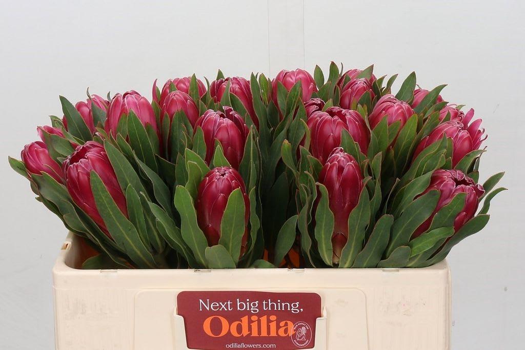 Срезанные цветы оптом Protea brenda от 20шт.. из Голландии с доставкой по России