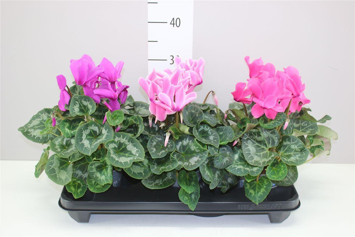 Горшечные цветы и растения оптом Cyclamen Gr S S Xl Gemengd от 3шт (для телеги) из Голландии с доставкой по России
