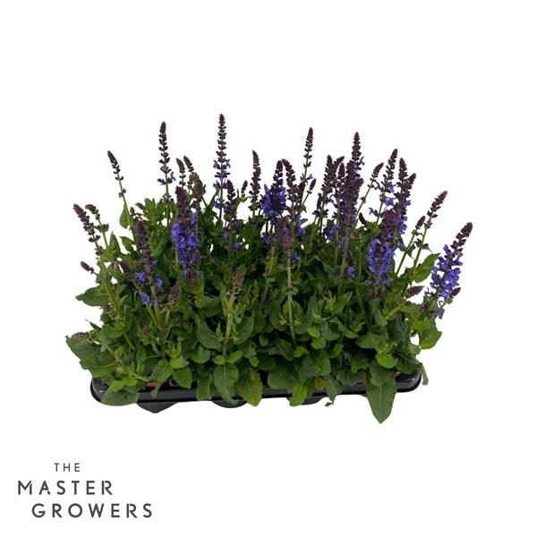 Горшечные цветы и растения оптом Salvia Marvel Blue от 8шт из Голландии с доставкой по России