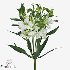 Срезанные цветы оптом Alstroemeria fl charmelia white от 50шт из Голландии с доставкой по России