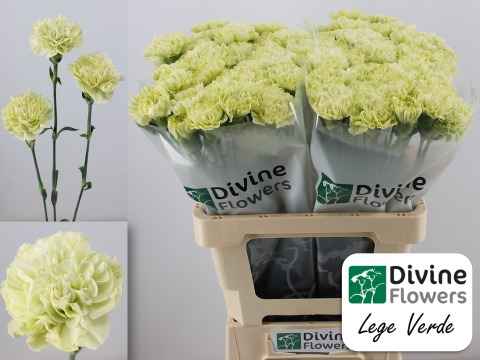 Срезанные цветы оптом Dianthus st lege verde от 80шт из Голландии с доставкой по России