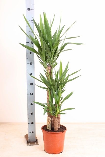 Горшечные цветы и растения оптом Yucca от 1шт из Голландии с доставкой по России