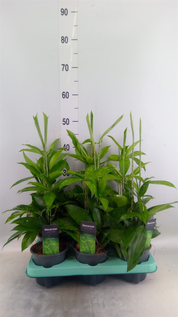 Горшечные цветы и растения оптом Dracaena Surculosa от 6шт из Голландии с доставкой по России