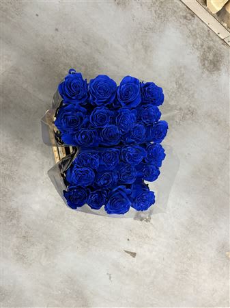 Срезанные цветы оптом Rosa large paint blue mondial от 40шт. из Голландии с доставкой по России