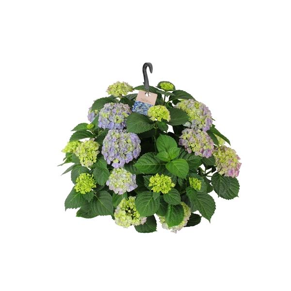 Горшечные цветы и растения оптом Hydrangea Ma Blue Hanging Pot 15+ от 1шт из Голландии с доставкой по России