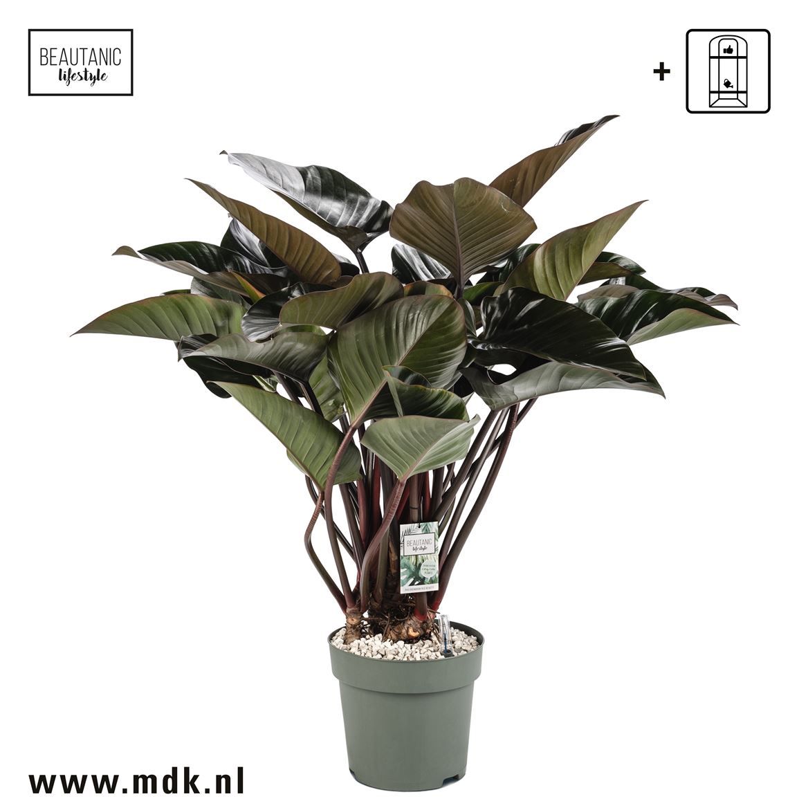 Горшечные цветы и растения оптом Philodendron Red Beauty + Watermeter от 1шт из Голландии с доставкой по России