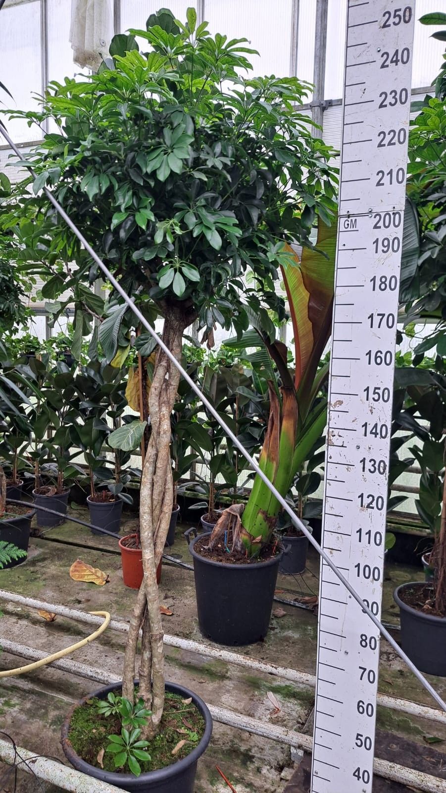 Горшечные цветы и растения оптом Schefflera Compacta Twisted от 1шт из Голландии с доставкой по России