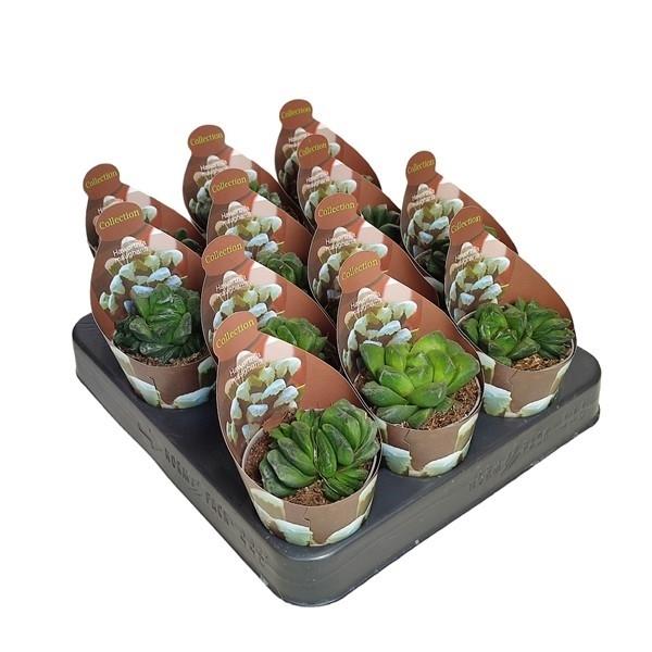 Горшечные цветы и растения оптом Haworthia Maughanii Potcover от 12шт (для телеги) из Голландии с доставкой по России