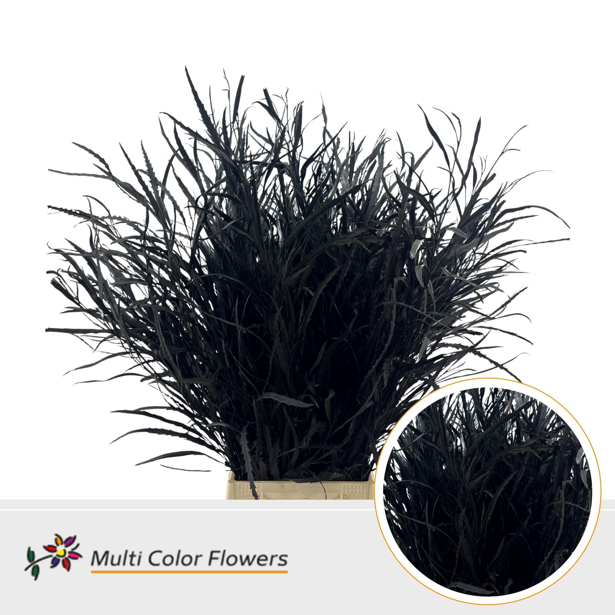 Срезанные цветы оптом Grevillea paint black от 10шт из Голландии с доставкой по России