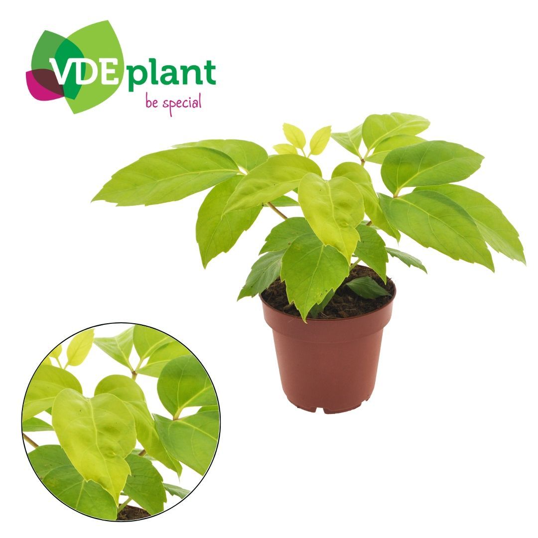 Горшечные цветы и растения оптом Schefflera Amate Golden от 6шт из Голландии с доставкой по России