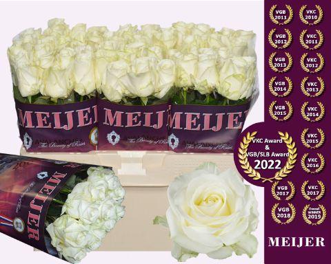 Срезанные цветы оптом Rosa large avalanche+ Meijer от 60шт из Голландии с доставкой по России