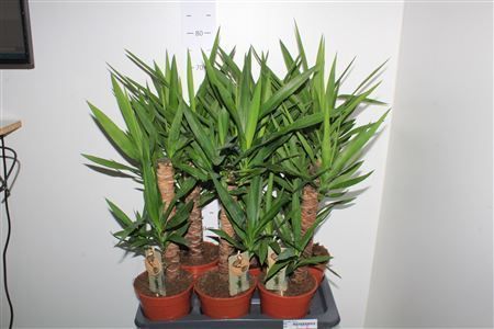 Горшечные цветы и растения оптом Yucca 45-20 Cm от 6шт из Голландии с доставкой по России