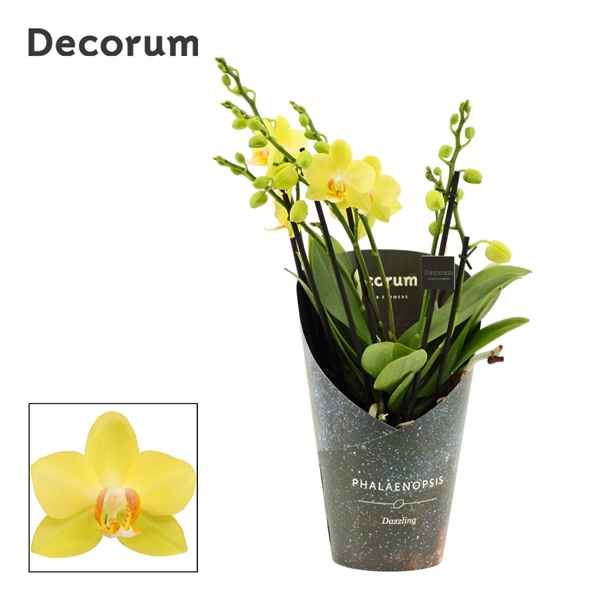 Горшечные цветы и растения оптом Phal Dazzling Albenga 3-4st (decorum) от 6шт из Голландии с доставкой по России