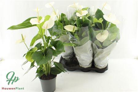 Горшечные цветы и растения оптом Anthu An Alaska 4-5++++ от 6шт из Голландии с доставкой по России