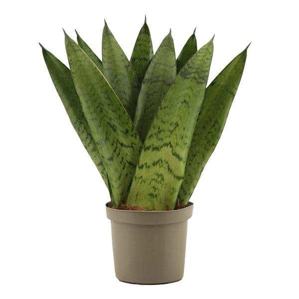 Горшечные цветы и растения оптом Sansevieria Zeylanica Fan от 18шт (для телеги) из Голландии с доставкой по России