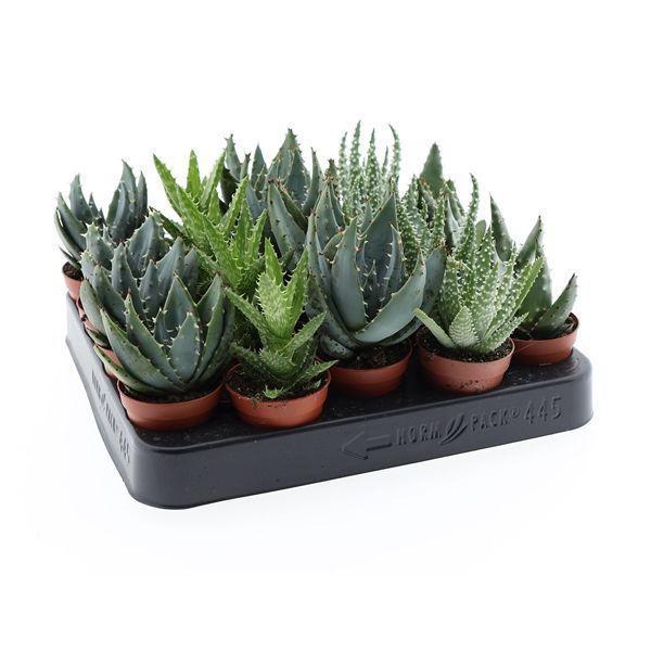 Горшечные цветы и растения оптом Aloe Mix от 20шт (для телеги) из Голландии с доставкой по России