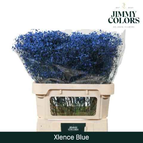 Срезанные цветы оптом Gyps large paint blue от 50шт из Голландии с доставкой по России