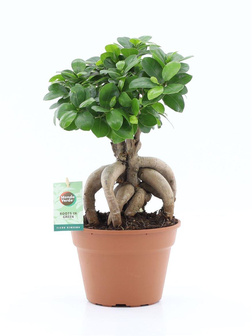Горшечные цветы и растения оптом Ficus Ginseng от 6шт из Голландии с доставкой по России