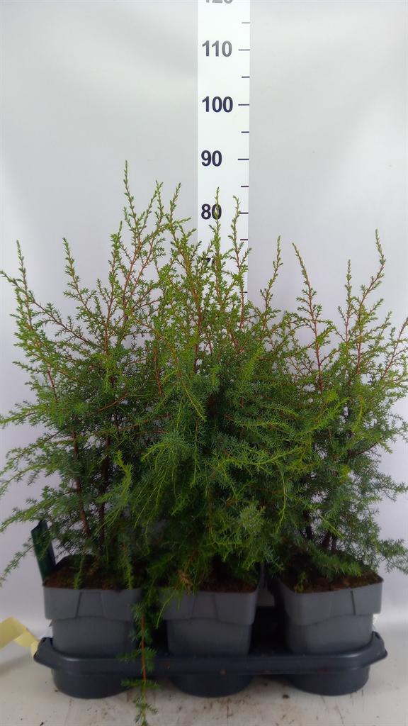 Горшечные цветы и растения оптом Juniperus Communis suecica от 3шт из Голландии с доставкой по России