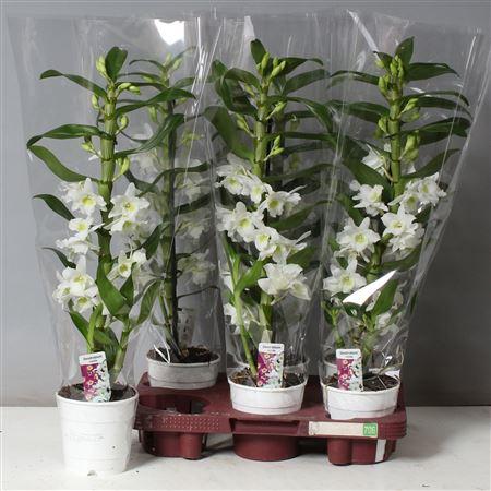 Горшечные цветы и растения оптом Dendr N Sc Apollon 2 Branches * Spring Deal * от 6шт из Голландии с доставкой по России