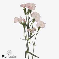 Срезанные цветы оптом Dianthus sp solomio cas от 100шт из Голландии с доставкой по России