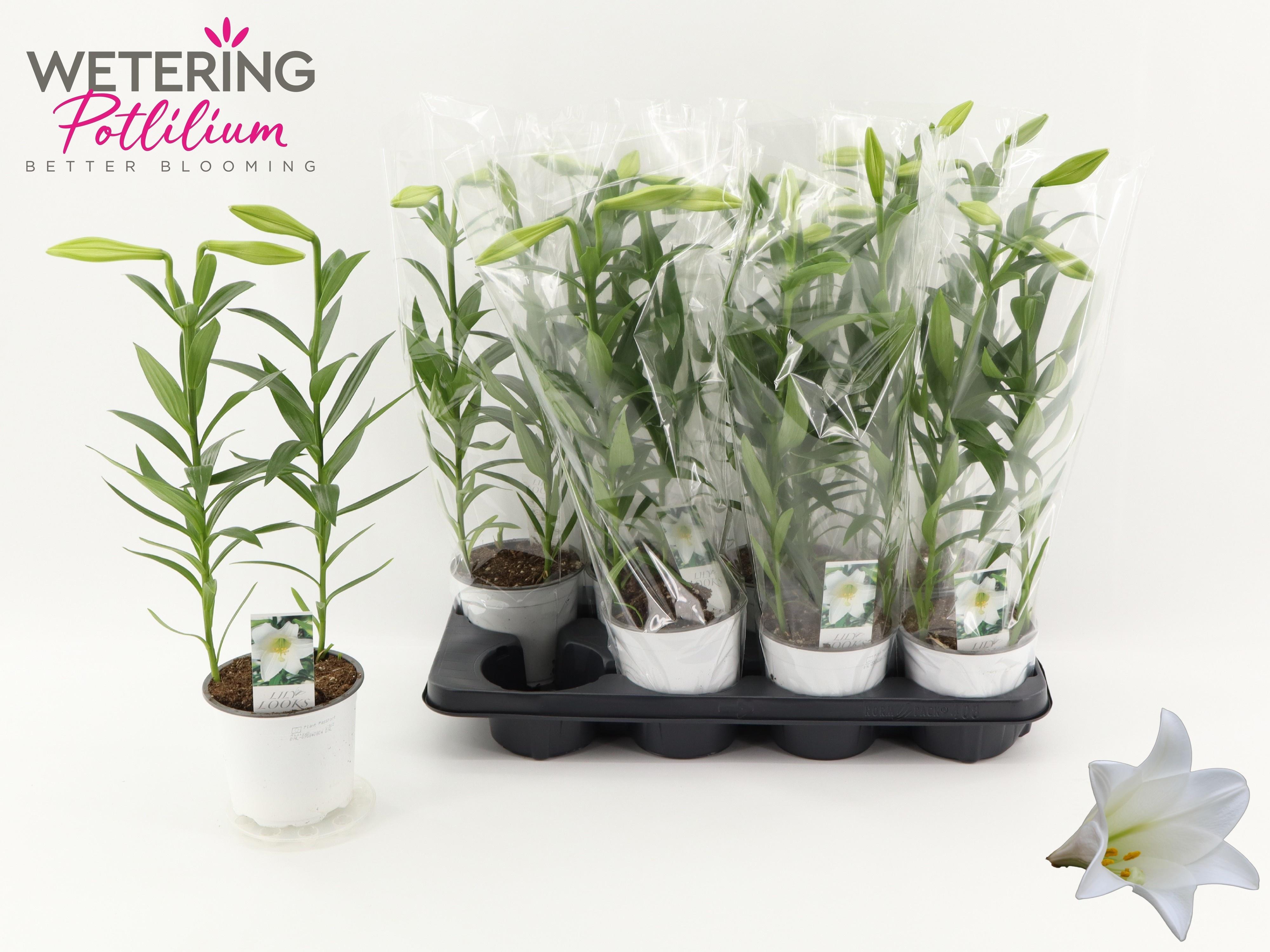 Горшечные цветы и растения оптом Lil Lo Miracle от 8шт из Голландии с доставкой по России