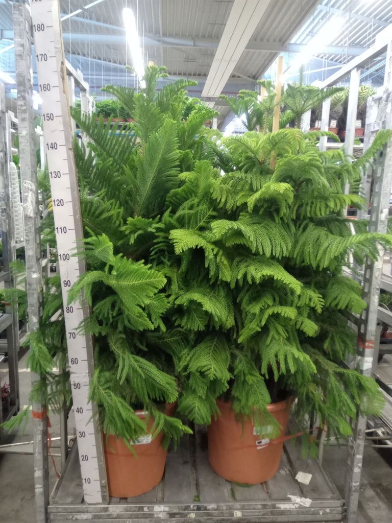 Горшечные цветы и растения оптом Araucaria Heterophylla от 1шт из Голландии с доставкой по России