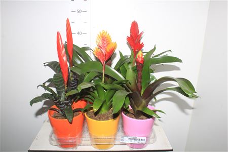 Горшечные цветы и растения оптом Bromelia Gem Decopotten от 6шт из Голландии с доставкой по России