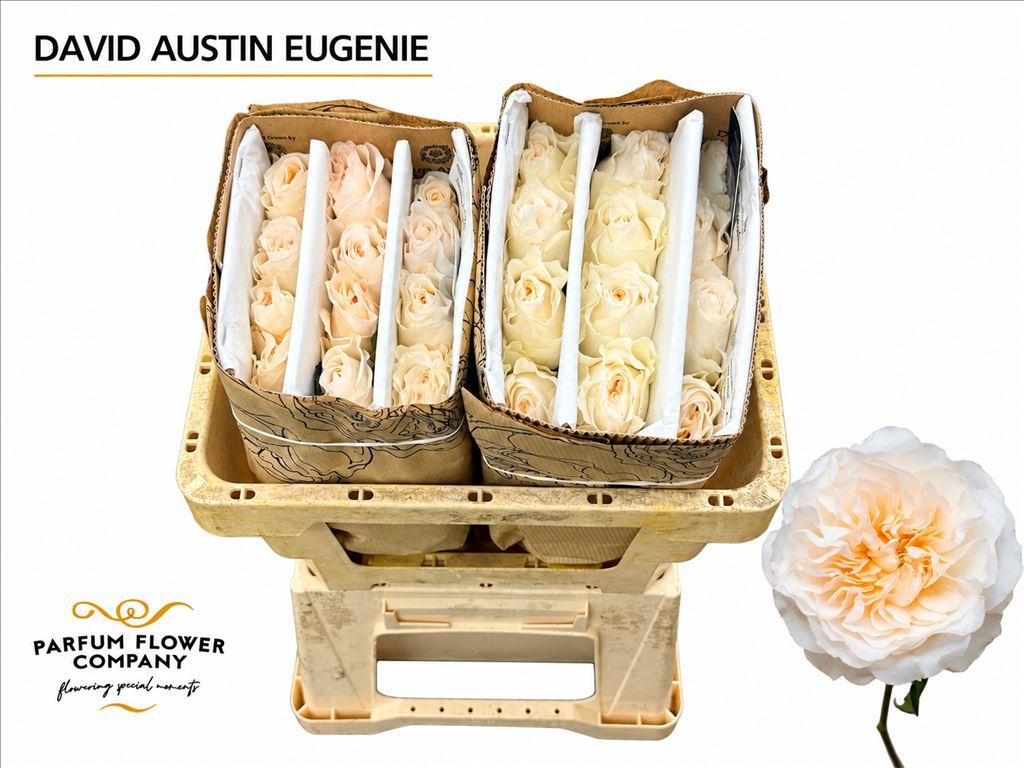 Срезанные цветы оптом Rosa large austin eugenie от 24шт из Голландии с доставкой по России
