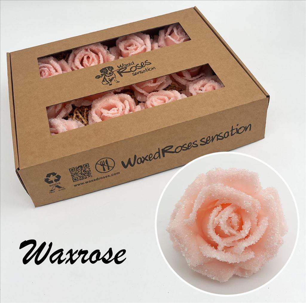 Срезанные цветы оптом Rosa large silk wax icy peach от 12шт из Голландии с доставкой по России