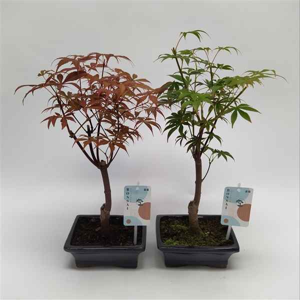 Горшечные цветы и растения оптом Bonsai Acer Mix от 8шт из Голландии с доставкой по России