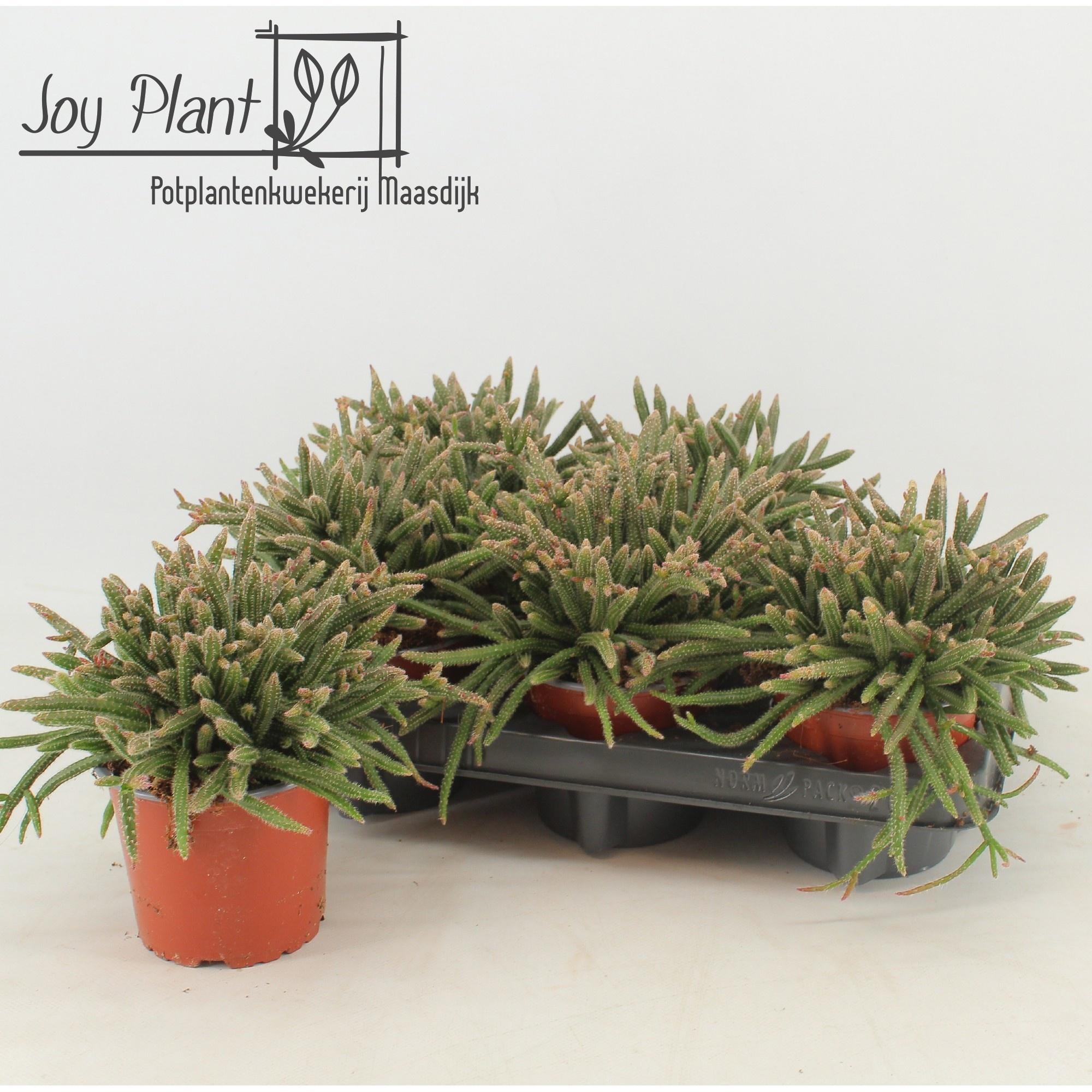 Горшечные цветы и растения оптом Rhipsalis Baccifera от 6шт из Голландии с доставкой по России