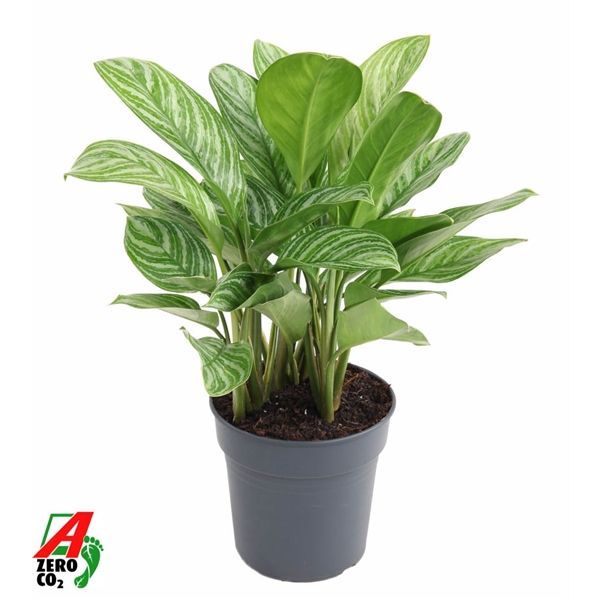 Горшечные цветы и растения оптом Aglaonema Stripes от 1шт из Голландии с доставкой по России