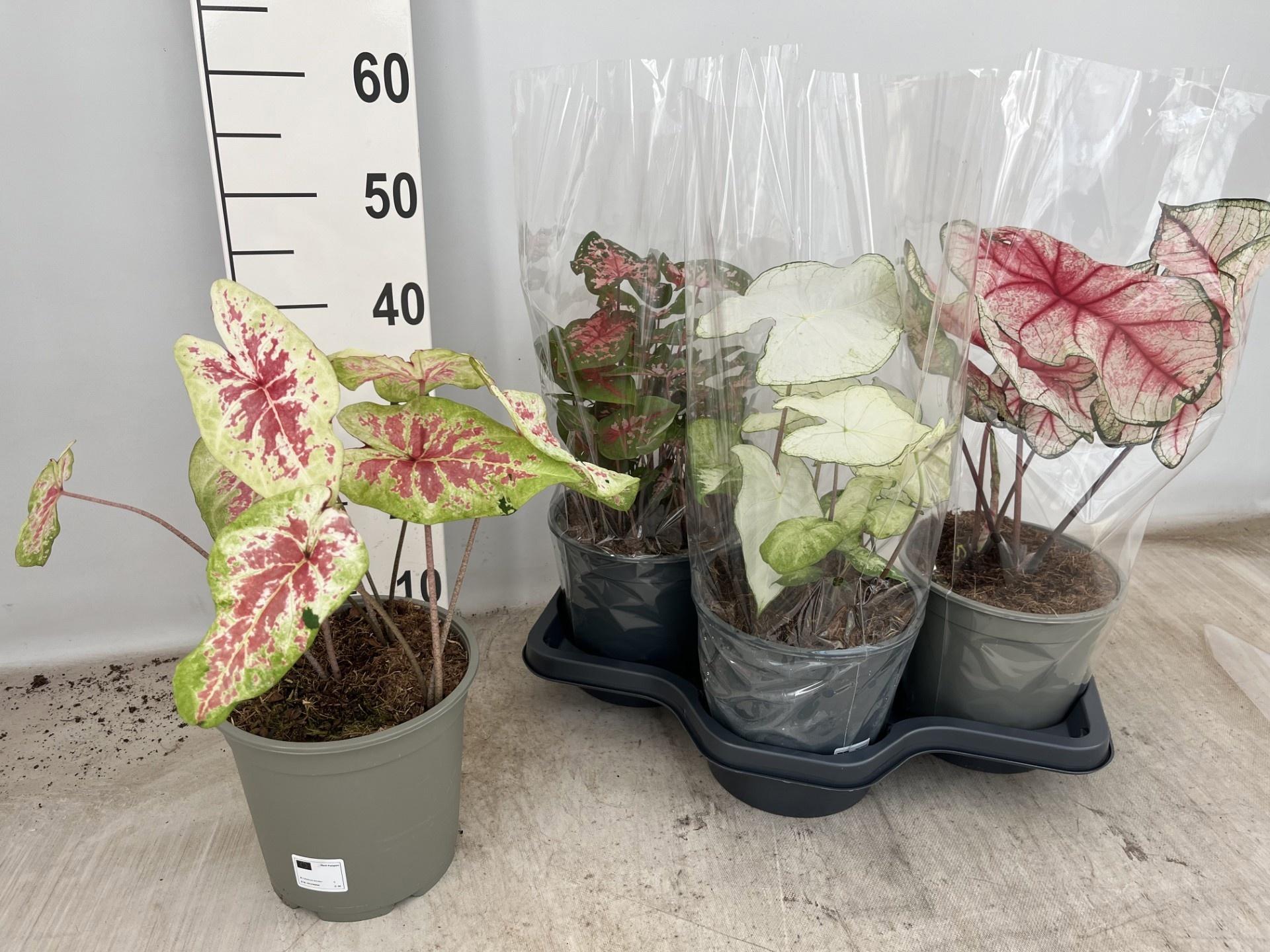 Горшечные цветы и растения оптом Calad Gem от 3шт из Голландии с доставкой по России