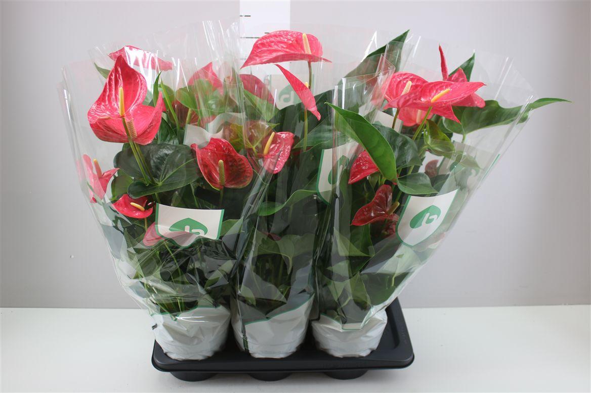 Горшечные цветы и растения оптом Anth An Maine 3+ от 6шт из Голландии с доставкой по России