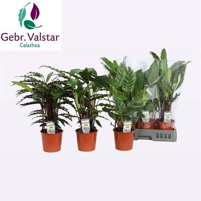 Горшечные цветы и растения оптом Calathea Mix от 6шт из Голландии с доставкой по России