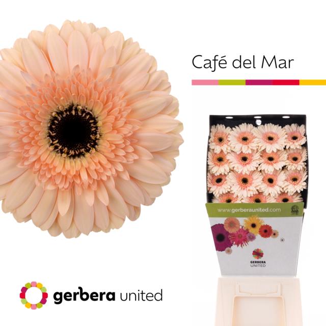 Срезанные цветы оптом Gerbera diamond cafe del mar от 45шт из Голландии с доставкой по России